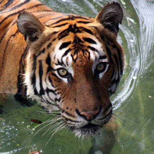 Tigre, animale guida