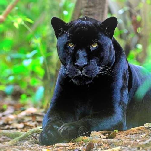 Pantera, animale guida