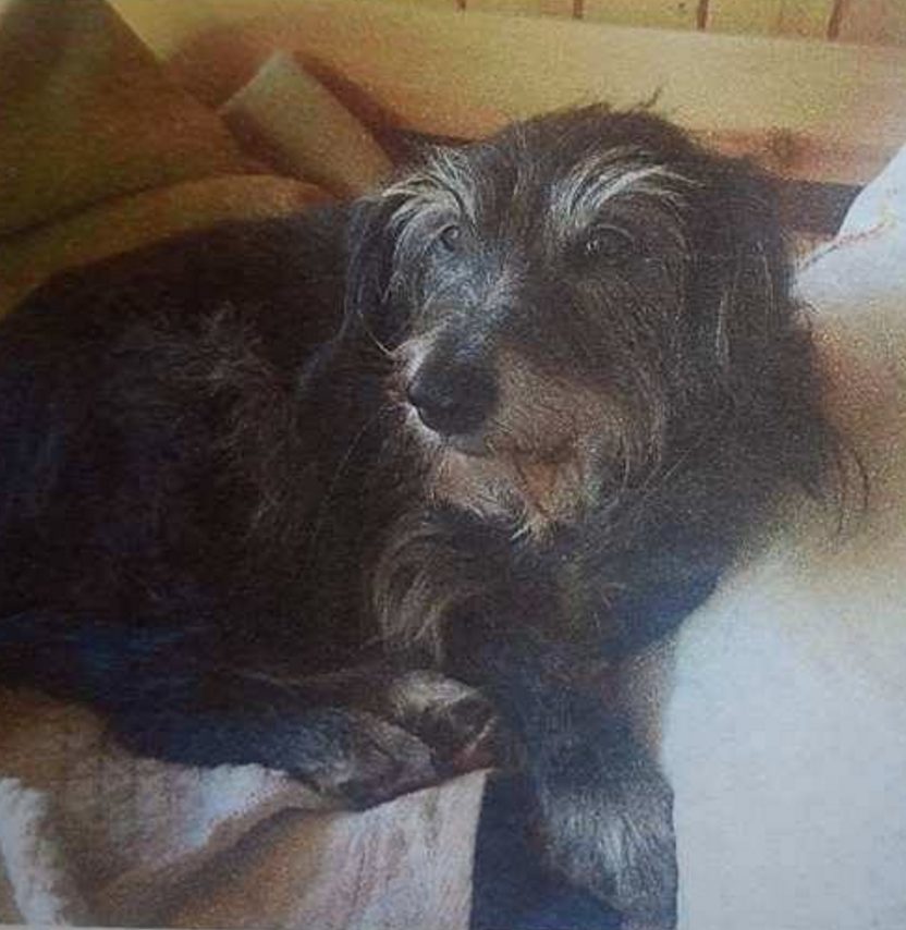 Cagnolina Laniss, testimonianza di Daniela