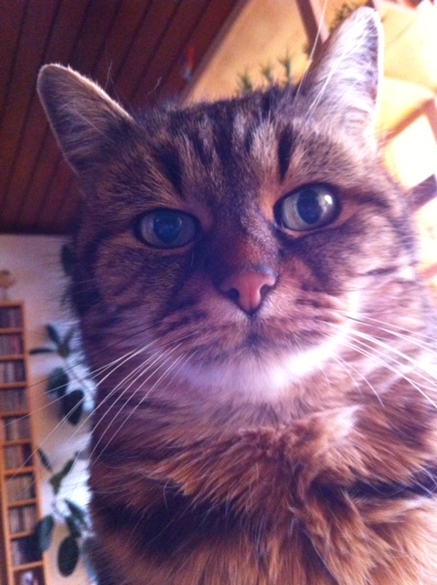 Gatto Jackie, testimonianza di Eric